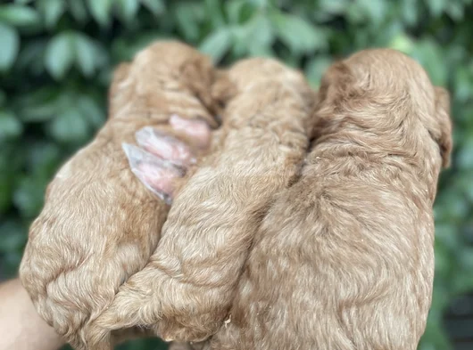 Cavapoo Yavrularım Irk Ve Sağlık Garantilidir görsel