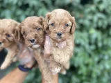 Cavapoo yavrularım ırk ve sağlık garantilidir