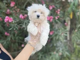 Kore maltese yavrularım sağlık ve ırk garantilidir