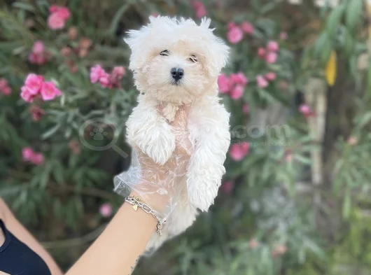 Kore Maltese Yavrularım Sağlık Ve Irk Garantilidir