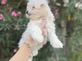 Kore Maltese Yavrularım Sağlık Ve Irk Garantilidir