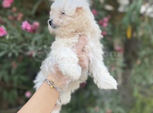 Kore Maltese Yavrularım Sağlık Ve Irk Garantilidir görsel