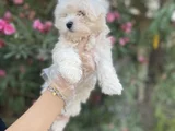 Kore Maltese Yavrularım Sağlık Ve Irk Garantilidir