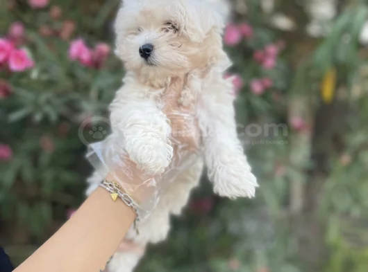 Kore Maltese Yavrularım Sağlık Ve Irk Garantilidir görsel