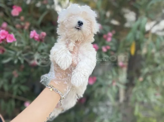 Kore Maltese Yavrularım Sağlık Ve Irk Garantilidir görsel