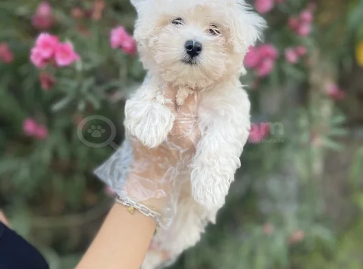 Kore Maltese Yavrularım Sağlık Ve Irk Garantilidir görsel