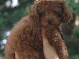 Evdoğumu Poodle Bebişlerim
