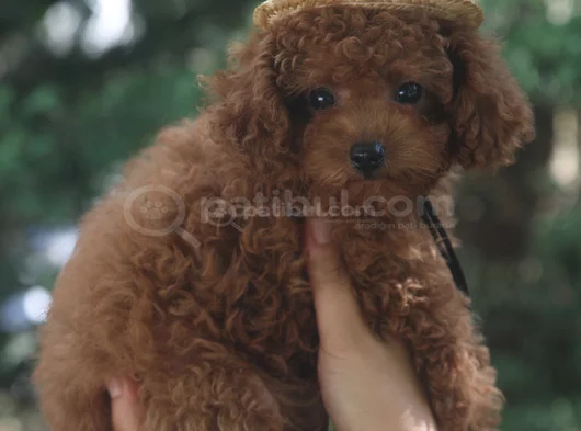 Evdoğumu Poodle Bebişlerim görsel