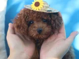 Evdoğumu poodle bebişlerim