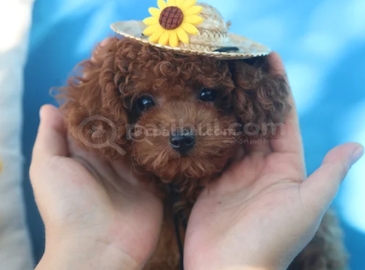 Evdoğumu Poodle Bebişlerim