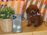 Evdoğumu Poodle Bebişlerim