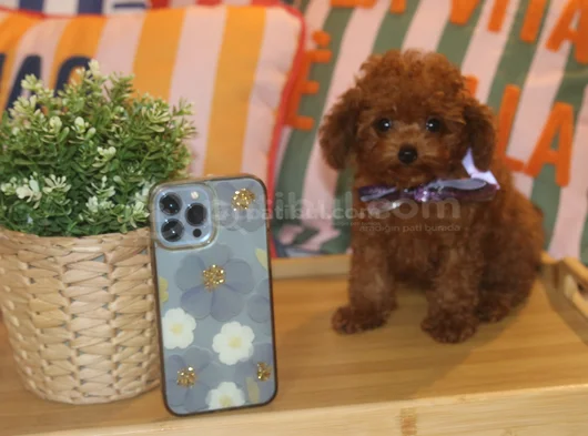 Evdoğumu Poodle Bebişlerim görsel