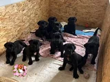 Si̇yah Cane Corso Yavrulari