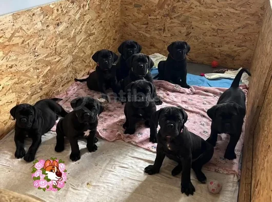 Si̇yah Cane Corso Yavrulari görsel