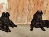 Si̇yah Cane Corso Yavrulari