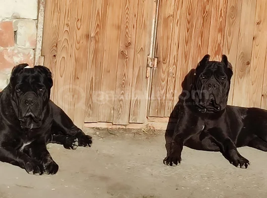 Si̇yah Cane Corso Yavrulari görsel