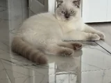 blue point silver tontik