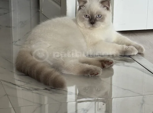 Blue Point Silver Tontik