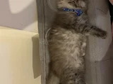 4 Aylık British Longhair