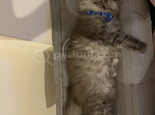 4 Aylık British Longhair görsel