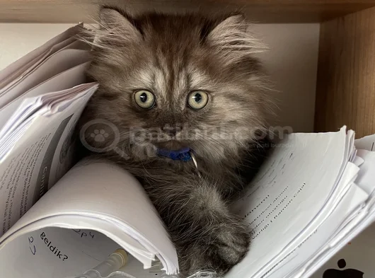 4 Aylık British Longhair görsel