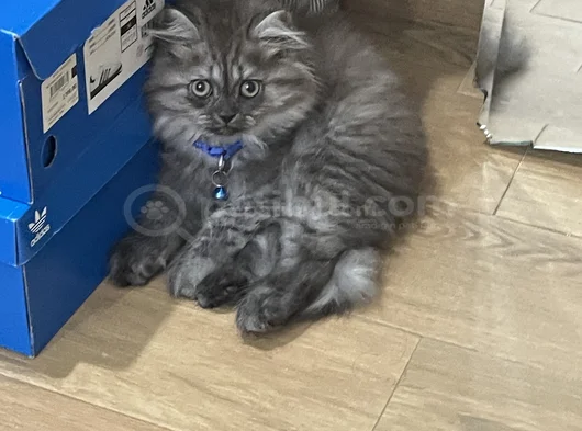 4 Aylık British Longhair görsel