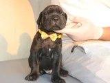 SİYAH CANE CORSO YAVRULARI