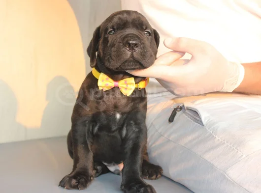Si̇yah Cane Corso Yavrulari