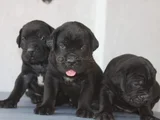 Si̇yah Cane Corso Yavrulari