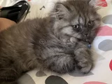 4 Aylık British Longhair