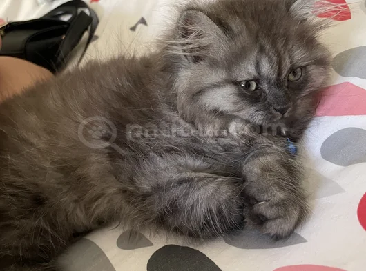 4 Aylık British Longhair görsel