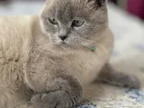 Miamız Için Ömürlük Yuva Arıyoruz