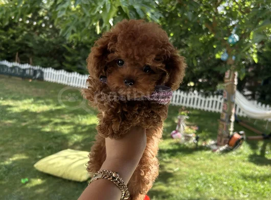 Evdoğumu Poodle Bebişlerim görsel