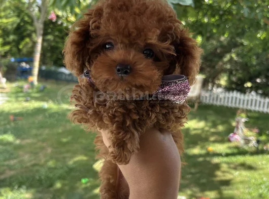 Evdoğumu Poodle Bebişlerim görsel