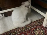 ÇOK UYGUNA VERİLECEK ACİLİYETİ VAR