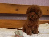 EN ZEKİ İKİNCİ IRK  TOYPOODLE YAVRULARIMZ YUVALARNI BEKLİYOR