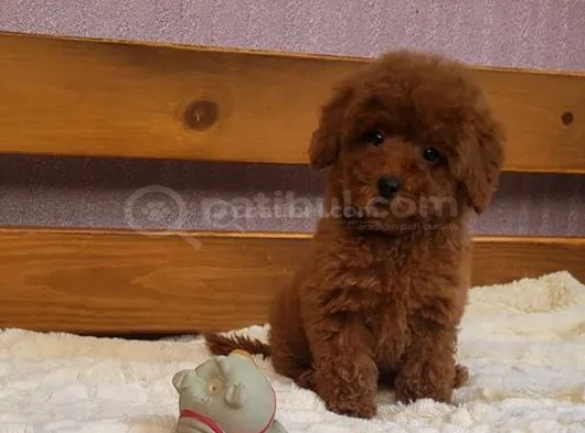 En Zeki̇ İki̇nci̇ Irk  Toypoodle Yavrularimz Yuvalarni Bekli̇yor