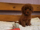En Zeki̇ İki̇nci̇ Irk  Toypoodle Yavrularimz Yuvalarni Bekli̇yor