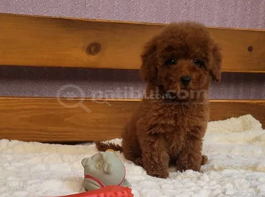 En Zeki̇ İki̇nci̇ Irk  Toypoodle Yavrularimz Yuvalarni Bekli̇yor görsel