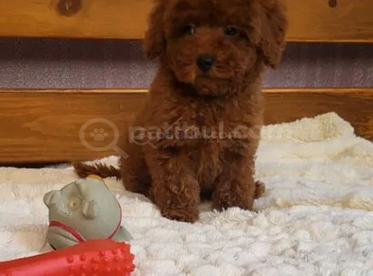 En Zeki̇ İki̇nci̇ Irk  Toypoodle Yavrularimz Yuvalarni Bekli̇yor görsel