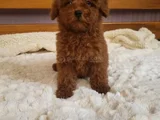 En Zeki̇ İki̇nci̇ Irk  Toypoodle Yavrularimz Yuvalarni Bekli̇yor