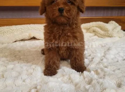 En Zeki̇ İki̇nci̇ Irk  Toypoodle Yavrularimz Yuvalarni Bekli̇yor görsel
