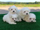 Dünya Güzeli Maltese yavrular