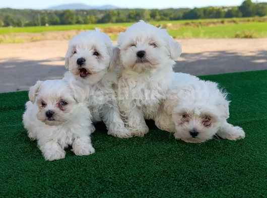 Dünya Güzeli Maltese Yavrular görsel