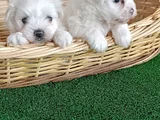 Dünya Güzeli Maltese Yavrular