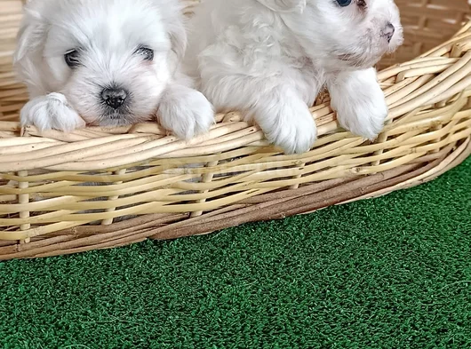 Dünya Güzeli Maltese Yavrular görsel
