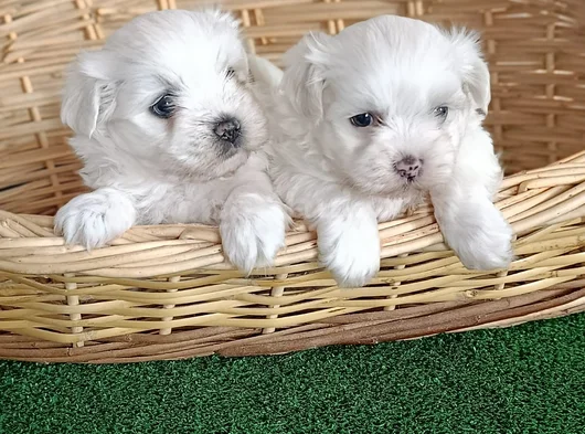 Dünya Güzeli Maltese Yavrular görsel