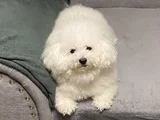 Bichon Frise