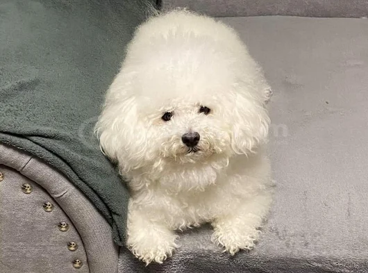 Bichon Frise