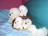 Bichon Frise